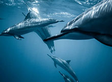 17c官网视频教程推荐为什么忽然变有点狠真有这么夸张?答案藏在教程区